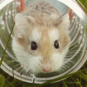Trapped in a Hamster Wheel of Overwork? 4 Ways to Break the Cycle